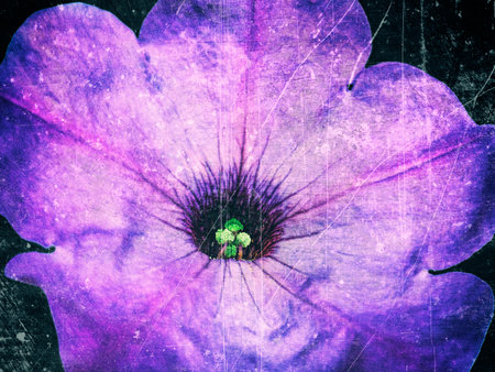 Abstract scratches old film effect background with beautiful lilac petunia flowerの写真素材