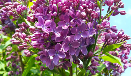 Beautiful bright spring flowers of blooming lilac bush, close-up
