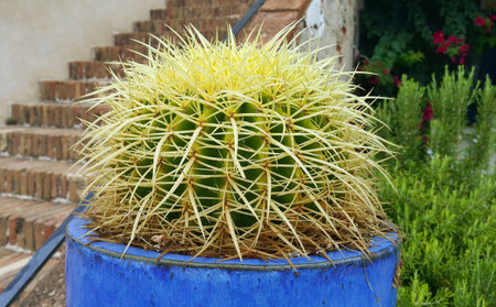 Beautiful cactus with yellow thorn in the blue pot in the gardenの写真素材