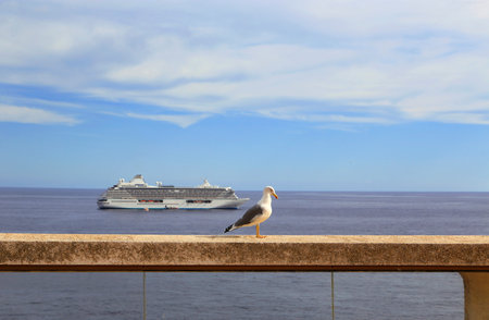 Beautiful mediterranean gull standing against the sea with a cruise shipの写真素材