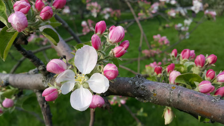 Beautiful branch with delicate flowers of spring apple tree, close-up in garden
