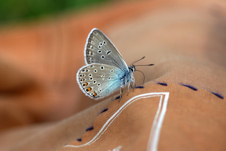Beautiful butterfly sitting on beige fabric backgroundの写真素材