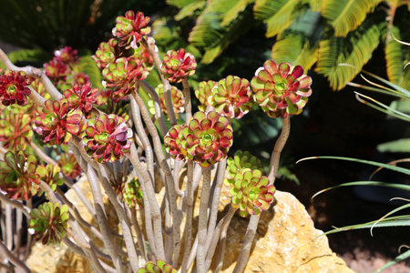 Beautiful green and red succulent plants and palm treesの写真素材
