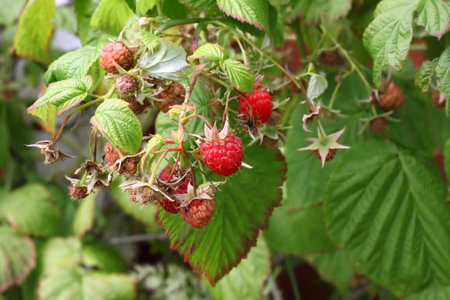 Closeup branch of raspberries in a summer garden