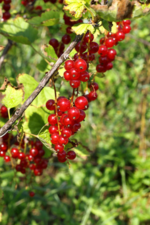 Bunch of bright red currants in summer garden