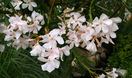 Oleander bush with beautiful white flowers