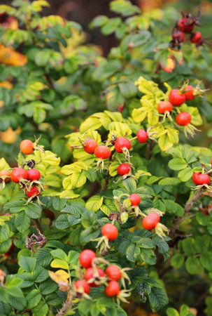 Branches with dog-rose berries in autumn. Dog rose fruits (Rosa canina). Wild rosehips in nature.の写真素材
