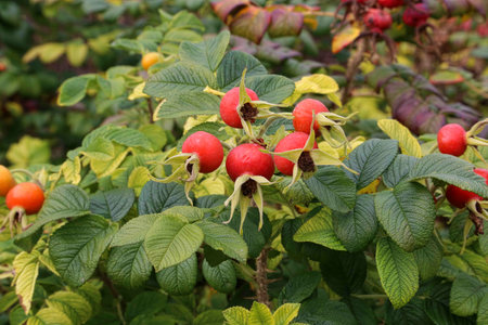 Dog-rose berries in autumn. Dog rose fruits (Rosa canina). Wild rosehips in nature.の写真素材