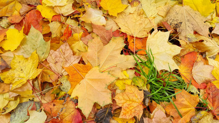 Bright colorful autumn background from fallen leaves of maple and green grass