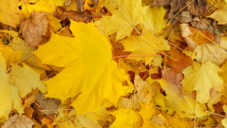 Bright yellow autumn background from close-up of fallen foliage of maple tree