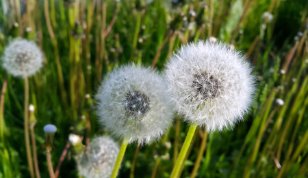 Close-up of beautiful white dandelions