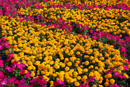 Beautiful Marigolds (Tagetes) and pink Petunia flowers natural backgroundの写真素材