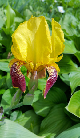 Closeup of beautiful yellow iris flower
