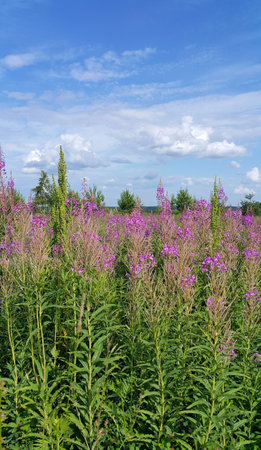 Beautiful summer field with willow-herb flowers and blue sky with cloudsの写真素材