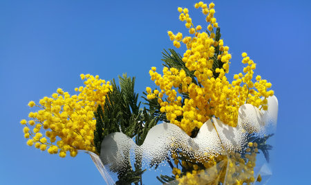 Branches of mimosa flower (silver wattle) on bright blue sky backgroundの写真素材