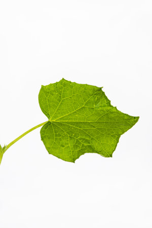 Close up of One Green cucumber leaf on the steam, isolated on white background. Fresh organic Squash...