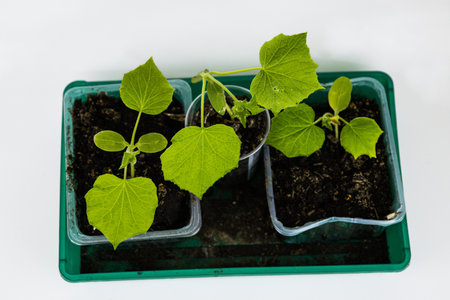 Close up of young green zucchini, cucumber seedling sprouts growing in plastic pots, tray at home. Gardening hobby concept. Greenhouse life. Isolated on the white background. Top view. Copy Spaceの写真素材