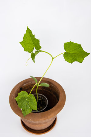 Baby cucumber plant seedlings in the brown clay pot growing in the greenhouse. Close-up. Top view. Copy spaceの写真素材