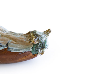 Closeup view of a moldy rotten spoiled eggplant. The vegetable skin is covered in mold. Microbiology scince. Isolated on white background. Copy spaceの写真素材
