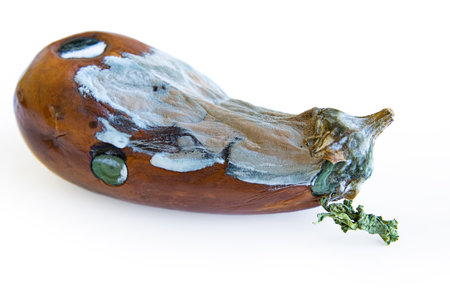 Closeup view of a moldy rotten spoiled eggplant. The vegetable skin is covered in mold. Isolated on white background. Copy spaceの写真素材