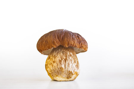 Fresh harvested in forest wild white mushroom isolated on white background. Beautiful single boletus from market. Close up of edible porcini cep fungi. Copy space. Selective focusの写真素材