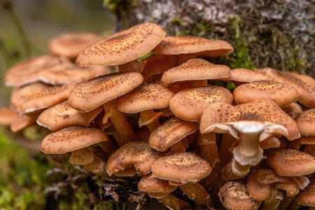 Armillaria mellea, honey fungus, is an edible basidiomycete fungus. Stump mushroom, stumpie, pipinky or pinky growing in nature in the wild forest on the moss ground. Close up, macro. Selective focusの写真素材