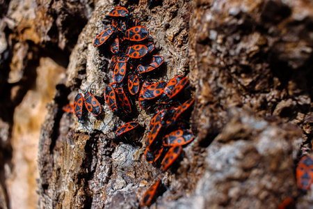 The firebug Pyrrhocoris apterus. Common insect of the family Pyrrhocoridae. Aggregation behavior of the big group of firebugs on the tree bark. Nature background. Top view. Close up. Selective focusの写真素材