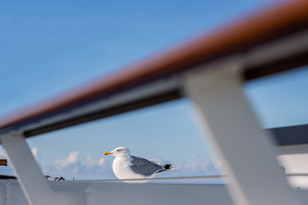 Seagull waiting for food on the ship deck of the ferry going from Estonia to Finland. Blue sky on background. Copy space. Selective focus.の写真素材