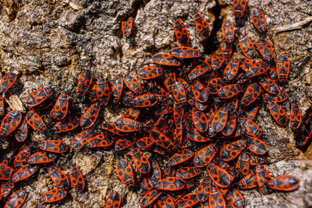 The firebug Pyrrhocoris apterus. Common insect of the family Pyrrhocoridae. Aggregation behavior of the large group of firebugs on the tree bark. Nature background. Top view. Close up. Selective focusの写真素材