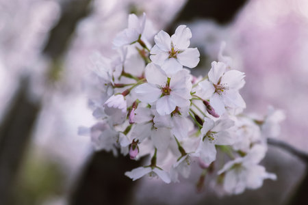 Pink cherry blossoms in soft style for the background. Sakura blooms in spring. Background art with pink blossoms. Beautiful nature scene with blooming tree and sun flare. Selective focusの写真素材