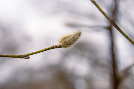 Pussy willow branch close-up. Natural Spring background with pussy-willow branch with catkins. Willow buds. Spring season. Selective focus. Copy spaceの写真素材