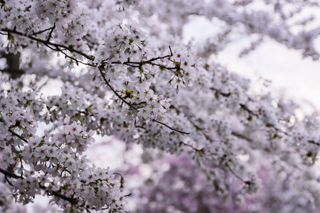 Pink cherry blossoms in soft style for the background. Sakura blooms in spring. Pink cherry flowers,...
