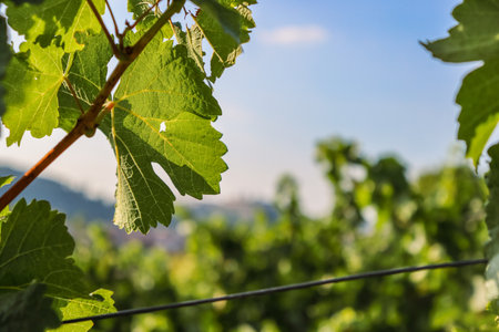 Vineyard in summer. Close-up of green grape leaves in sunlight. Details of wine grape leaves on the blue sky background. Grape arch. Cultivation of home grapes. Copy space. Selective focusの写真素材