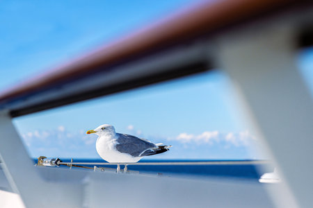 A seagull perches calmly on a boat railing, framed by metal bars, with a bright blue sky and distant clouds. Freedom and tranquility on the open sea conceptの写真素材