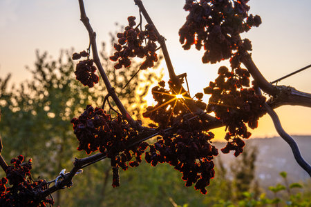 A stunning silhouette of dried vineyard grape clusters with the sun shining through at sunset. dried grapevine branches at sunset. Copyspace. Selective focusの写真素材