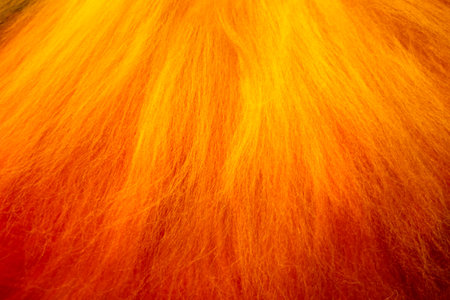 Vibrant gradient wool texture in striking. Felting process. Laying out the wool fibers. Perfect for backgrounds, artistic compositions. Copy spaceの写真素材