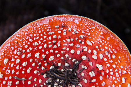Partial overhead view of the vibrant fly agaric mushroom on the dark forest floor. Amanita muscaria fungi with red cap and white specks on the black background. Spessart Germany. Copy spaceの写真素材