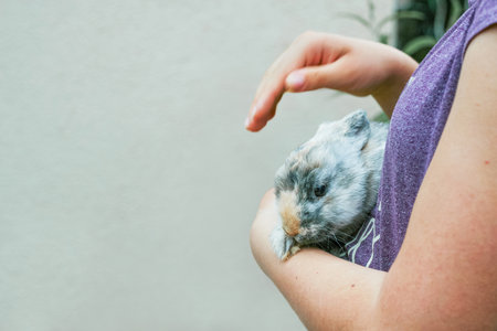 Close up image of a person gently holds and cradles a cute, fluffy pet rabbit, bond between humans and animals. Gentle care and affection between pet and owner. Pet care, companionship. Copy spaceの写真素材