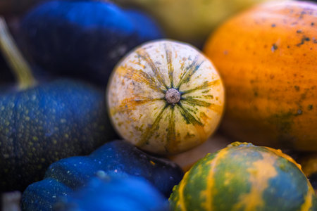A vibrant assortment of multicolored gourds and pumpkins in orange, green, and yellow tones laying on the patch. Halloween or Thanksgiving decoration. Selective focusの写真素材