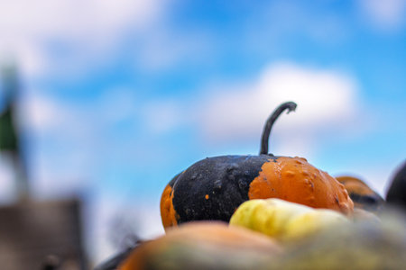 A vibrant assortment of multicolored gourds and pumpkins in orange, green, and yellow tones laying on the patch. Halloween or Thanksgiving decoration. Selective focus. Copy spaceの写真素材