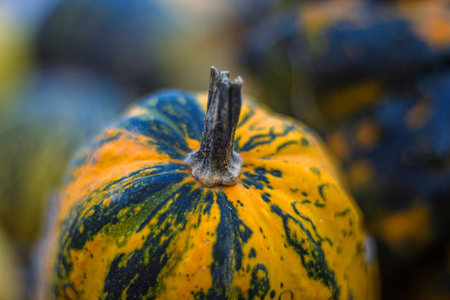 A vibrant assortment of multicolored gourds and pumpkins in orange, green, and yellow tones laying...