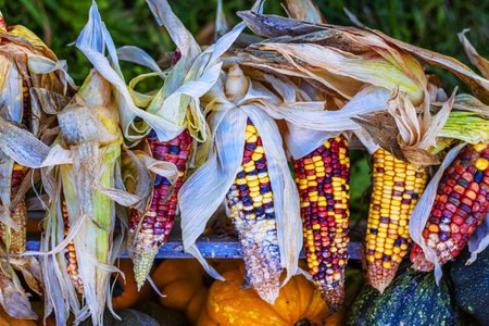 Detailed closeup view of multicolored ears of Indian corn on the cob with natural husks. A detailed view of maize against a natural background, Perfect for autumn harvest or seasonal decorations.の写真素材