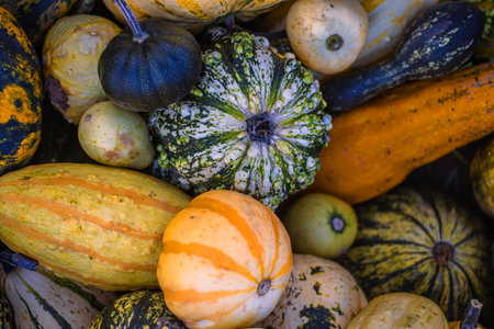A vibrant assortment of multicolored gourds and pumpkins in orange, green, and yellow tones laying on the patch. Halloween or Thanksgiving decoration. Selective focusの写真素材