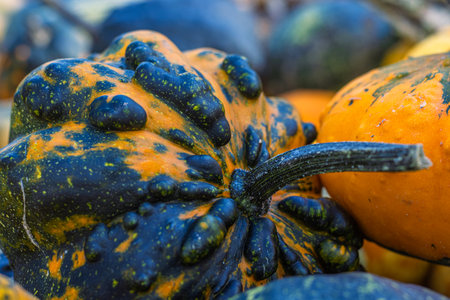 A vibrant assortment of multicolored gourds and pumpkins in orange, green, and yellow tones laying on the patch. Halloween or Thanksgiving decoration. Selective focusの写真素材
