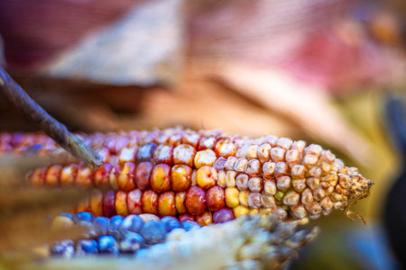 A closeup shot of a vibrant red ear of corn on the cob with natural husks. A detailed view of a red ear of maize against a natural background, Perfect for autumn harvest or seasonal decorations.の写真素材