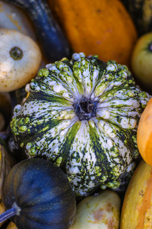 A vibrant assortment of multicolored gourds and pumpkins in orange, green, and yellow tones laying on the patch. Halloween or Thanksgiving decoration. Selective focusの写真素材