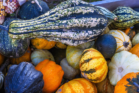 A vibrant assortment of multicolored gourds and pumpkins in orange, green, and yellow tones laying on the patch. Halloween or Thanksgiving decoration. Selective focusの写真素材