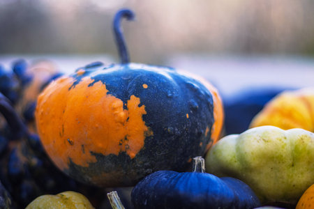 A vibrant assortment of multicolored gourds and pumpkins in orange, green, and yellow tones laying on the patch. Halloween or Thanksgiving decoration. Selective focus. Copy spaceの写真素材