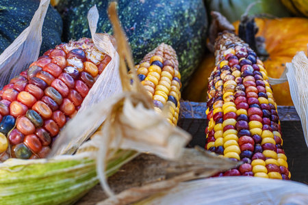 Vibrant ears of multicolored Indian corn with dried husks, surrounded by assorted gourds, fall harvest, perfect for seasonal decor and autumn Halloween and Thanksgiving celebrationsの写真素材