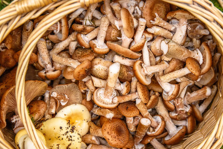 A wicker basket full of freshly foraged wild mushrooms on a basket filled with handpicked edible honey agaric, basidiomycete fungus. Stump mushroom, stumpie, pipinky or pinky. Top view patternの写真素材
